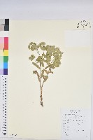 貓眼草藏品圖，第1張