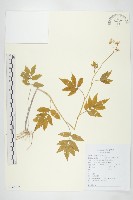 白花碎米薺藏品圖，第1張