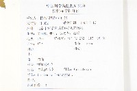 白花碎米薺藏品圖，第2張