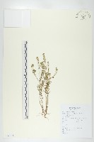 腺獨行菜藏品圖，第1張