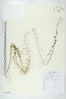 葶藶藏品圖，第1張