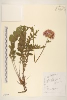 漏蘆藏品圖，第1張