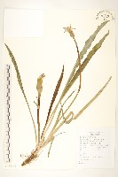 桃葉鴉蔥藏品圖，第1張