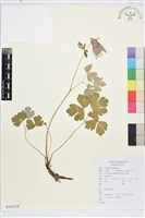 華北耬斗菜藏品圖，第1張