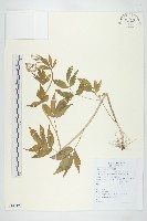 白花碎米薺藏品圖，第1張