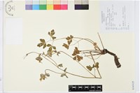 紫花漏斗菜藏品圖，第1張