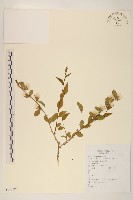 螞蚱腿子藏品圖，第1張