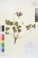 華北耬斗菜藏品圖，第1張