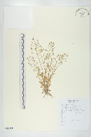 葶藶藏品圖，第1張