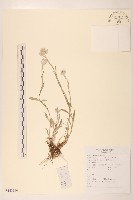 火絨草藏品圖，第1張