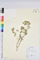 貓眼草藏品圖，第1張