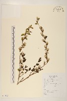 螞蚱腿子藏品圖，第1張