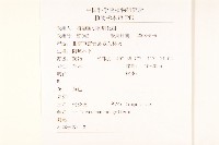 蒲公英藏品圖，第2張