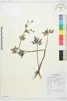 茴茴蒜藏品圖，第1張