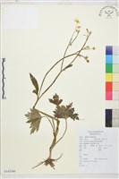 茴茴蒜藏品圖，第1張