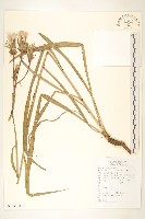 芼管草藏品圖，第1張