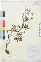 茴茴蒜藏品圖，第1張