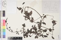 太行鐵線蓮藏品圖，第1張