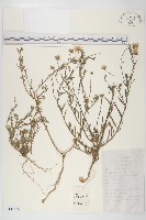 阿爾泰狗哇花藏品圖，第1張