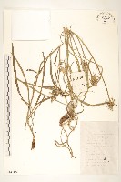 芼管草藏品圖，第1張