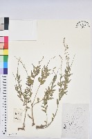 地构葉藏品圖，第1張