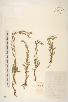 女菀藏品圖，第1張