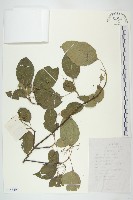 毛來藏品圖，第1張