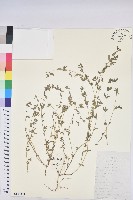 地錦藏品圖，第1張