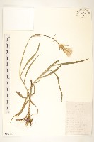 芼管草藏品圖，第1張