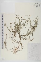 阿爾泰狗哇花藏品圖，第1張