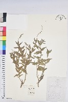 地构葉藏品圖，第1張