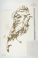 田旋花藏品圖，第1張