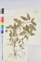 鐵莧菜藏品圖，第1張