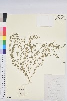 地錦藏品圖，第1張