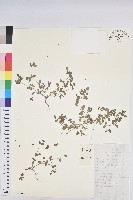 地錦藏品圖，第1張