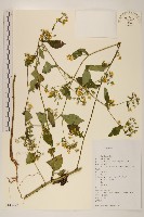 齒緣葉類苦賈菜藏品圖，第1張