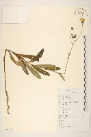 長裂苦苣菜藏品圖，第1張