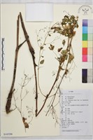 東亞唐松草藏品圖，第1張