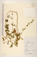 羽裂黃瓜菜藏品圖，第1張