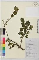 圓葉鼠李藏品圖，第1張