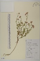 小紅菊藏品圖，第1張