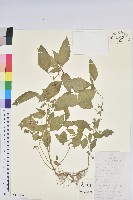 鐵莧菜藏品圖，第1張