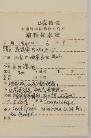 石胡荽、吐金草藏品圖，第2張