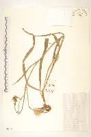 芼管草藏品圖，第1張