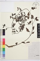 太行鐵線蓮藏品圖，第1張