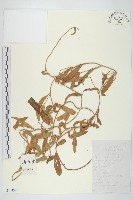 藤長苗藏品圖，第1張