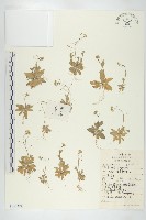 葶藶藏品圖，第1張