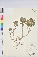 澤漆藏品圖，第1張