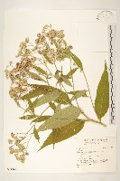 登錄號:S143421藏品圖，第1張