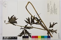 烏頭藏品圖，第1張